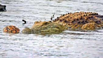 羊踩鳄鱼搞笑视频