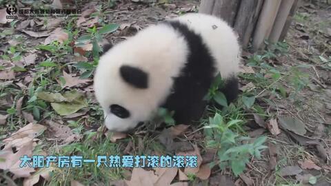 关于熊猫的搞笑视频,笑出腹肌！